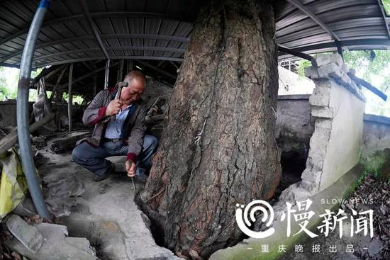 　　▲黄葛树的主干穿过三层楼的房顶，由于每年都在长大，房主汪伯荣每两年都会用工具将楼板上的树洞凿宽，防止树干将楼房挤裂