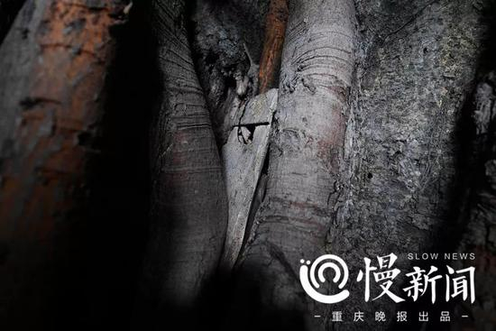 ▲随着黄葛树逐年长大，放置在树上的东西已经被树干包裹，无法取出。