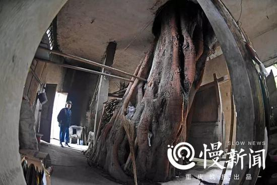 ▲穿楼的黄葛树的根部在三层楼房的地板下