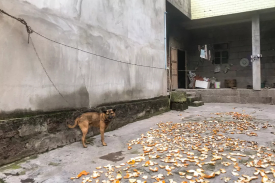 ▲资阳市丰裕镇，李欢家门前。新京报记者 党元悦 摄