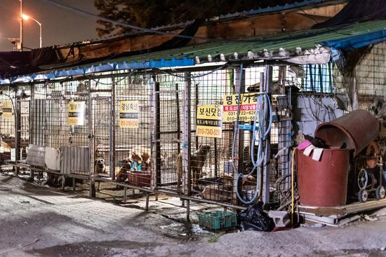 太平洞屠宰场的狗笼 图源：Koreandogs.org