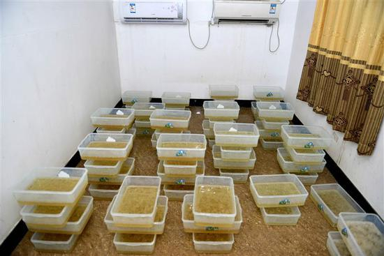 　　广东警方在博社村缴获制作中的毒品，花样繁多的化合类新型毒品，已和人们原先对海洛因等传统毒品的认知相去甚远。图片来源：新华社