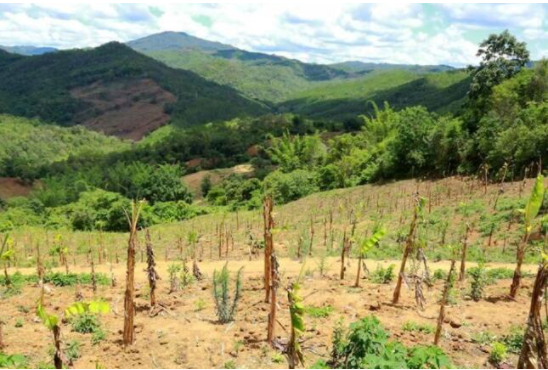 普洱市林草部门为亚洲象建设的芭蕉食源基地。（人民网虎遵会/摄）