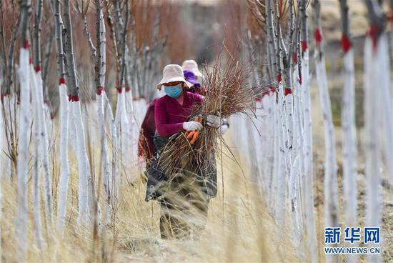 在青海省玉树藏族自治州高原千亩林木良种繁育实验基地，当地群众在清理修剪过的树枝（3月29日摄）。新华社记者 张龙 摄