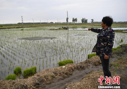村民指着农田里出现的沙坑　张瑶　摄