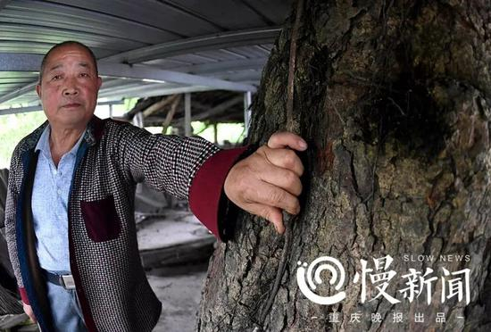 ▲为防止雷电，房主汪伯荣在黄葛树上安装了避雷线