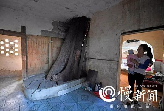 ▲树干穿过二楼楼板，进入住户的卧室