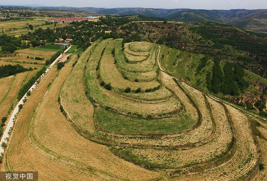 甘肃平凉黄土高原上的崇信县黄花乡农民正在种植油用牡丹 @视觉中国