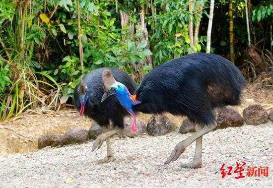 食火鸟 图据华盛顿邮报