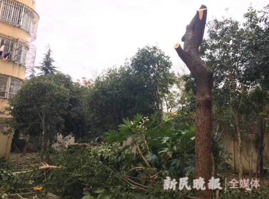 新民晚报记者 季晟祯 摄