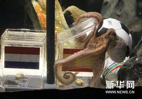 ▲堪称世界杯最佳“预言帝”的章鱼保罗