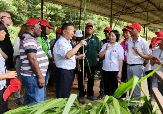 　　2019年6月20日，福建农林大学国家菌草工程技术研究中心首席科学家林占熺（前中）在福建三明市泰宁县大田乡垒际村向外国客人介绍菌草的种植情况。新华社记者林善传摄