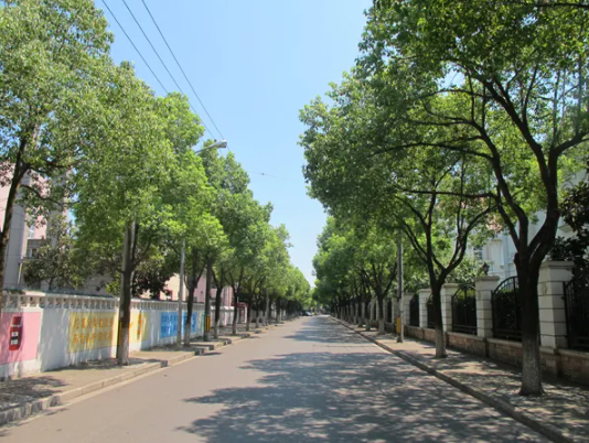 参考相关行道树修剪标准，香樟树正常修剪后应呈现的形态 业内人士供图