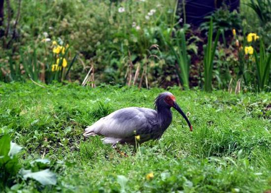 图为佐渡岛朱鹮森林公园内的朱鹮（马平 摄）