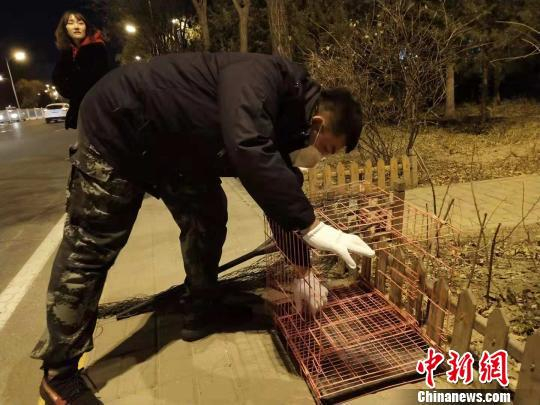 图为志愿者准备抓捕小狗的工具。　张林虎 摄