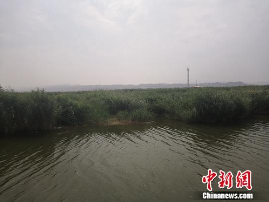 图为乌梁素海的芦苇。　于晓 摄