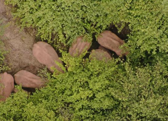 图片来源：北迁亚洲象群安全防范工作省级指挥部