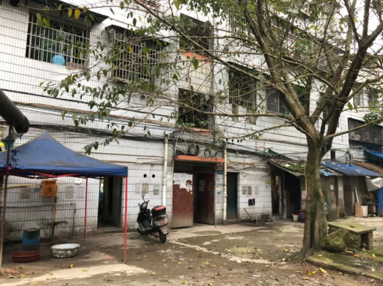 2014年至2018年间，尹光德等人在龙水镇望河楼背后的黄桷树下开设赌场。新京报记者向凯 摄