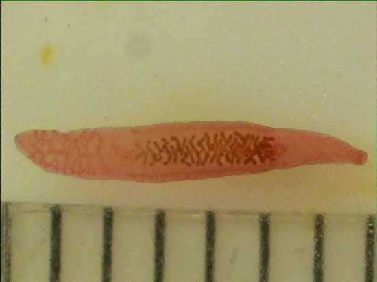 毫米尺刻度下的华氏睾吸虫 资料图