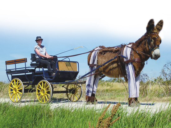 雷岛穿裤子的毛驴。