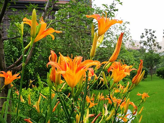 萱草就是我们熟悉的“黄花菜”