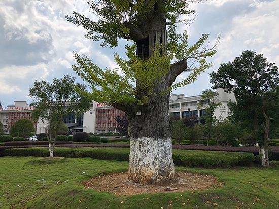 汝城县委、县政府办公楼前的银杏树，树干粗壮高大，一两人合力都难以将其围抱。