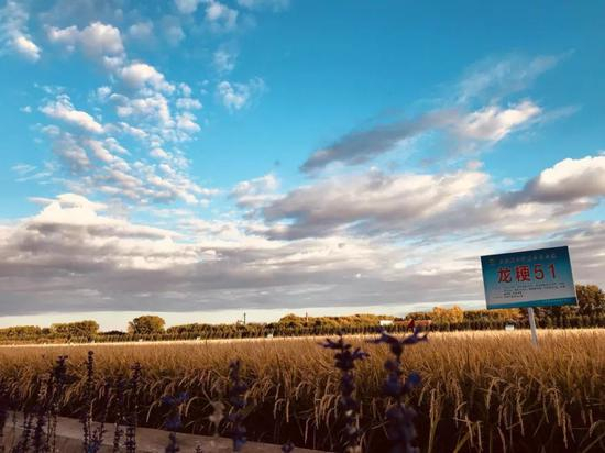 △北大荒建三江国家农业科技园区（央视记者荆伟拍摄）