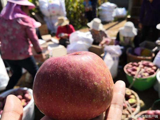 成都商报记者实地拍摄的盐源苹果