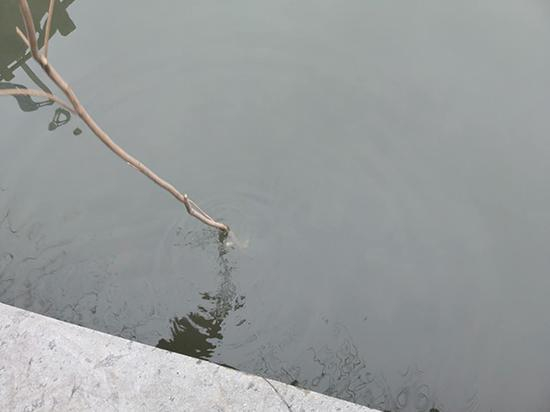 2月19日，黄家风用棍子探入出事的河底，水深不足四十公分。