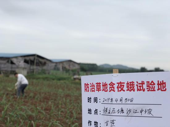  广西植保系统在石塘镇的试验基地。&nbsp; 新京报记者 王文秋 摄
