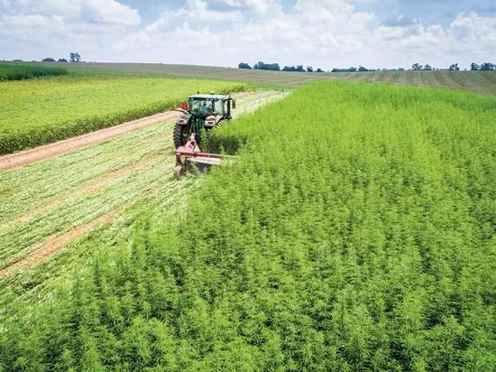 肯塔基大学自有的工业大麻田内，农机正在收割作物