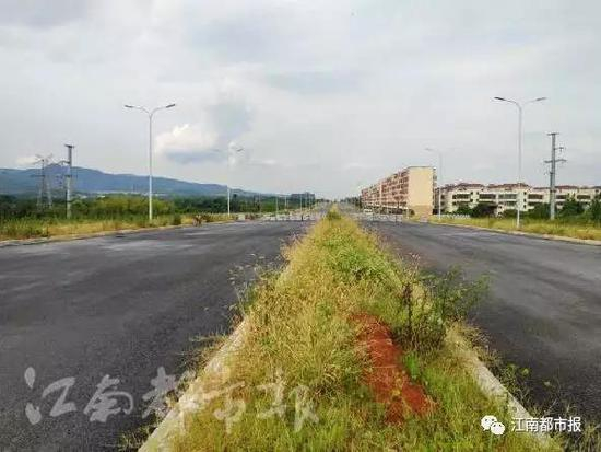 绿化带杂草丛生