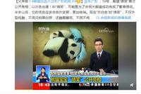 又来啦 熊猫也逃不过朱广权的段子