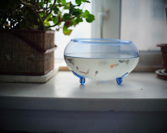 李臣病房里的金鱼缸。中毒后，李臣一直断断续续地住院，这些彩色的小鱼成为陪伴。