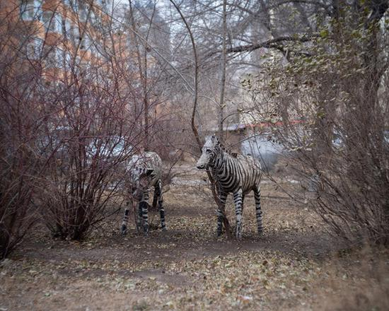 齐齐哈尔北疆花园。这里曾经是建筑工地，也是挖出五个装有芥子气铁桶的地点。