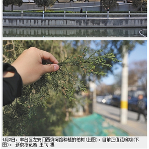 北京拟增种圆柏引市民忧“易过敏” 专家建议少种_手机新浪网