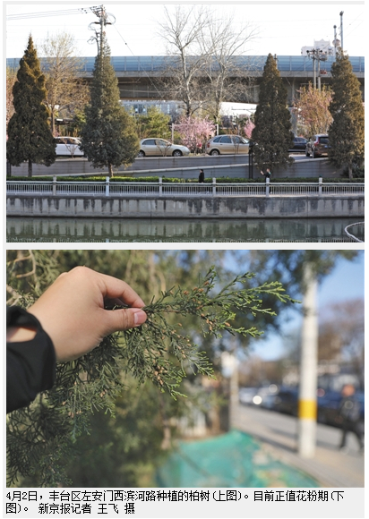 北京拟增种圆柏引市民忧“易过敏” 专家建议少种_手机新浪网