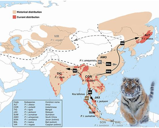 　　约11万年前，现代虎的共同祖先种群重新扩散，在气候变化、栖息地隔离、遗传漂变和自然选择等因素共同作用下，形成了现存的6种现代虎。 &nbsp;受访者 供图