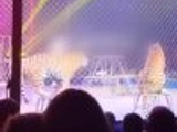 俄罗斯马戏团惊魂一幕：老虎从表演场跃出 在观众席附近徘徊