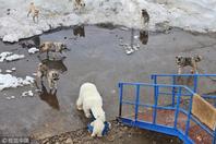 北极熊母子饥饿难耐刨食人类剩饭 北极霸主反遭狗群驱逐