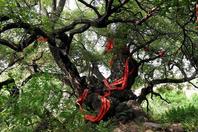 这树被评为“中国最美古树”