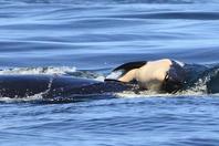 鲸鱼母亲托着死去的孩子游了7天