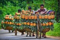 孟加拉“人力车夫”用自行车拉几十个菠萝走20公里