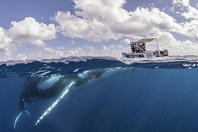 游客咫尺之距偶遇座头鲸