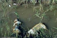 埃及政府下令捕杀流浪狗 食物被下毒死后尸体被人扔河里