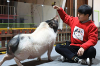 浙江22岁女大学生毕业当驯猪师