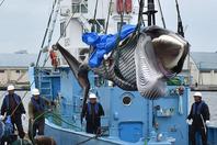 日本捕鲸船捕获小须鲸带回码头