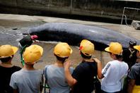 日本小学生被组织观看鲸鱼解剖