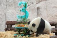 旅俄大熊猫过生日动物园办派对