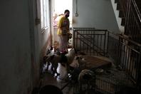广州近百猫狗被困宠物店后获救
